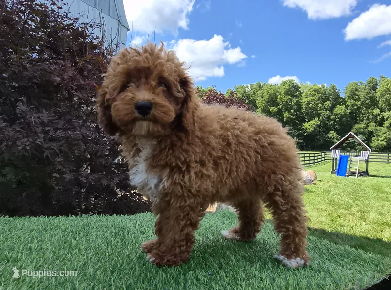 AKC Jenny – Poodle - Miniature  puppy for sale in Middlebury, IN