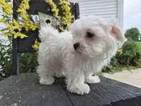 AKC Charlie, a male Maltese for sale in Middlebury, IN – 5 of 6