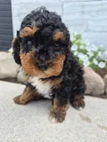 AKC Benny, a male Poodle - Miniature  for sale in Middlebury, IN – 2 of 10