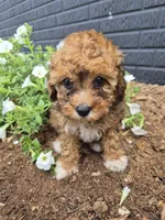 AKC  Jody, a female Poodle - Miniature  for sale in Middlebury, IN – 4 of 10