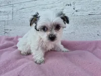 Grace, a female Yorkshire Terrier and Morkie for sale in Middlebury, IN – 1 of 6