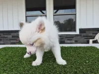 AKC Prince, a male Pomeranian for sale in Middlebury, IN – 7 of 8