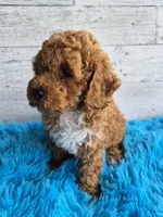 AKC  Oliver, a male Poodle - Miniature  for sale in Middlebury, IN – 7 of 10