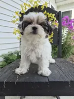 Rosie, a female Maltese and Yorkshire Terrier for sale in Middlebury, IN – 7 of 10