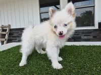 AKC Prince, a male Pomeranian for sale in Middlebury, IN – 2 of 8