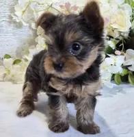 AKC Chippy, a male Yorkshire Terrier for sale in Middlebury, IN – 8 of 10
