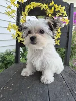 Grace, a female Maltese and Yorkshire Terrier for sale in Middlebury, IN – 2 of 10