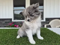 AKC Maisie, a female Pomeranian for sale in Middlebury, IN – 3 of 10