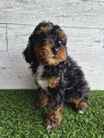 AKC Benny, a male Poodle - Miniature  for sale in Middlebury, IN – 10 of 10