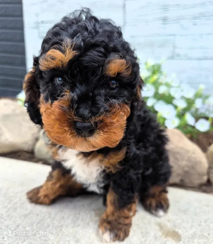 AKC Benny – Poodle - Miniature  puppy for sale in Middlebury, IN