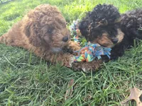 AKC  Oliver, a male Poodle - Miniature  for sale in Middlebury, IN – 8 of 10