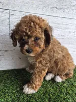 AKC  Jody, a female Poodle - Miniature  for sale in Middlebury, IN – 6 of 10
