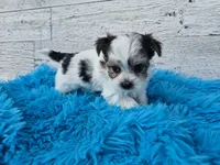 Oreo, a male Maltese and Yorkshire Terrier for sale in Middlebury, IN – 4 of 6