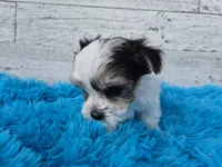 Oreo, a male Maltese and Yorkshire Terrier for sale in Middlebury, IN – 5 of 6