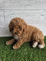 AKC Jenny, a female Poodle - Miniature  for sale in Middlebury, IN – 10 of 10