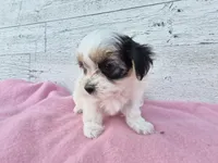 Rosie, a female Yorkshire Terrier and Morkie for sale in Middlebury, IN – 4 of 6