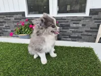 AKC  Chip, a male Pomeranian for sale in Middlebury, IN – 6 of 10
