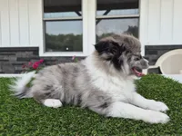 AKC Maisie, a female Pomeranian for sale in Middlebury, IN – 4 of 10