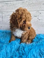 AKC  Oliver, a male Poodle - Miniature  for sale in Middlebury, IN – 4 of 10