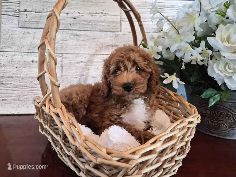 AKC Jenny – Poodle - Miniature  puppy for sale in Middlebury, IN