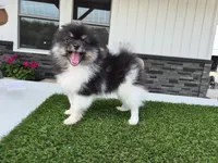 AKC  Bailey, a female Pomeranian for sale in Middlebury, IN – 2 of 6