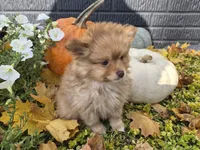 AKC Patsy, a female Pomeranian for sale in Middlebury, IN – 5 of 10