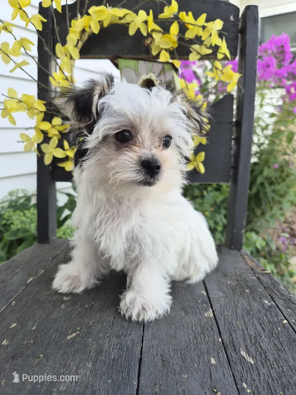 Grace – Maltese, Yorkshire Terrier puppy for sale in Middlebury, IN
