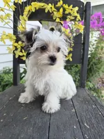 Grace, a female Maltese and Yorkshire Terrier for sale in Middlebury, IN – 1 of 10