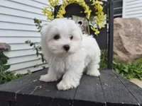 AKC Mochi, a male Maltese for sale in Middlebury, IN – 3 of 9