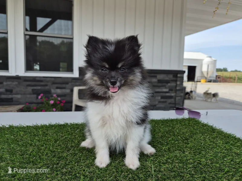 AKC  Bailey – Pomeranian puppy for sale in Middlebury, IN