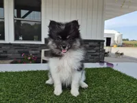 AKC  Bailey, a female Pomeranian for sale in Middlebury, IN – 1 of 6