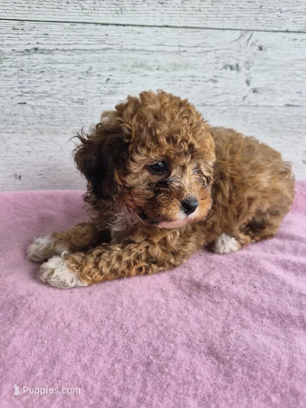AKC  Jody – Poodle - Miniature  puppy for sale in Middlebury, IN