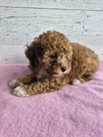 AKC  Jody, a female Poodle - Miniature  for sale in Middlebury, IN – 3 of 10