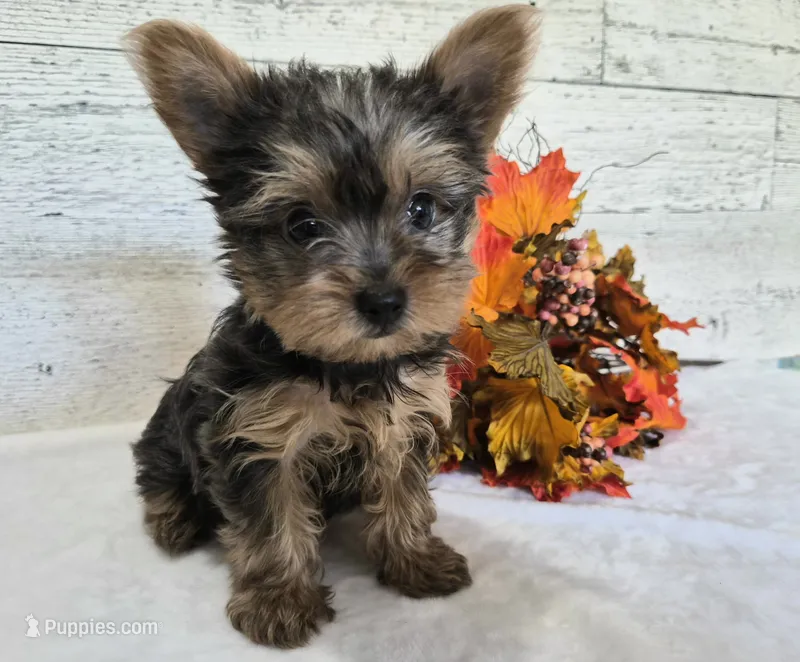 AKC Chippy – Yorkshire Terrier puppy for sale in Middlebury, IN