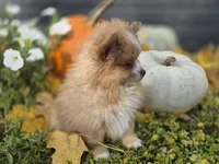 AKC Jackson, a male Pomeranian for sale in Middlebury, IN – 3 of 10