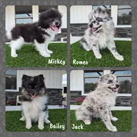 AKC  Mickey, a male Pomeranian for sale in Middlebury, IN – 10 of 10