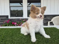 AKC Loki, a male Pomeranian for sale in Middlebury, IN – 9 of 10