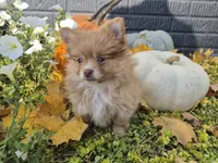AKC Annabelle, a female Pomeranian for sale in Middlebury, IN – 3 of 10