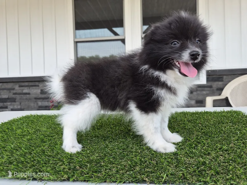 AKC  Mickey – Pomeranian puppy for sale in Middlebury, IN
