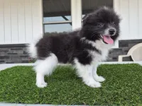 AKC  Mickey, a male Pomeranian for sale in Middlebury, IN – 1 of 10