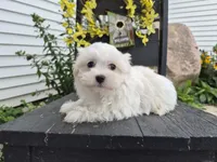 AKC Finn, a male Maltese for sale in Middlebury, IN – 4 of 8