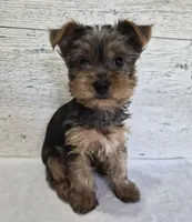AKC Freddy, a male Yorkshire Terrier for sale in Middlebury, IN – 9 of 10