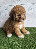 AKC  Jody, a female Poodle - Miniature  for sale in Middlebury, IN – 8 of 10
