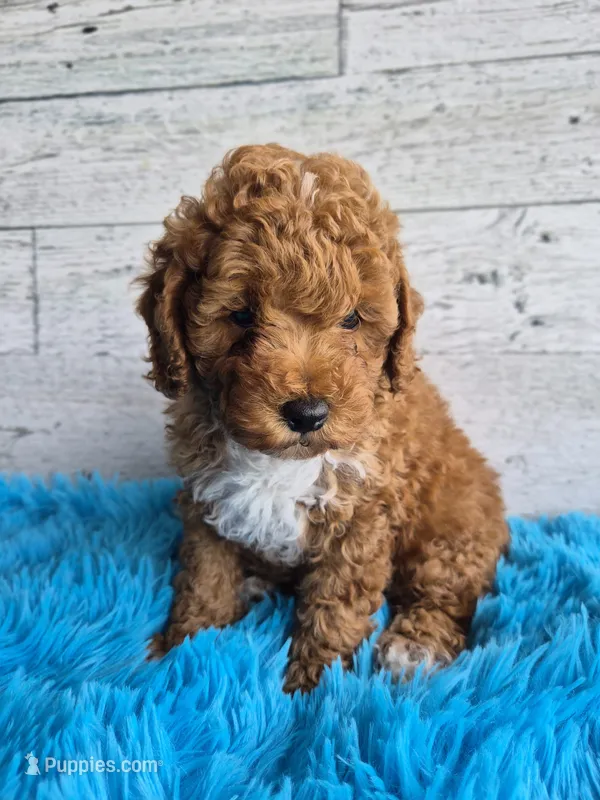 AKC  Oliver – Poodle - Miniature  puppy for sale in Middlebury, IN