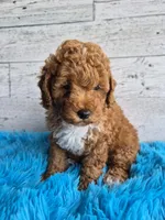 AKC  Oliver, a male Poodle - Miniature  for sale in Middlebury, IN – 5 of 10