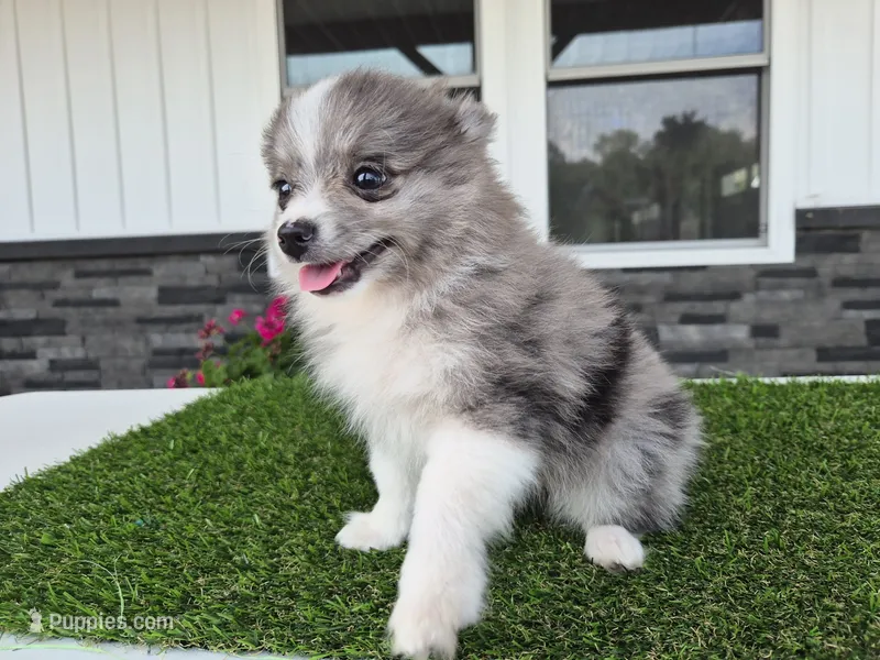 AKC  Chip – Pomeranian puppy for sale in Middlebury, IN