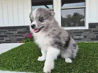 AKC  Chip, a male Pomeranian for sale in Middlebury, IN – 2 of 10
