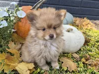 AKC Patsy, a female Pomeranian for sale in Middlebury, IN – 8 of 10