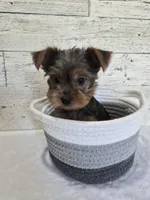 AKC Freddy, a male Yorkshire Terrier for sale in Middlebury, IN – 5 of 10