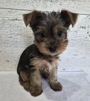 AKC Freddy, a male Yorkshire Terrier for sale in Middlebury, IN – 8 of 10